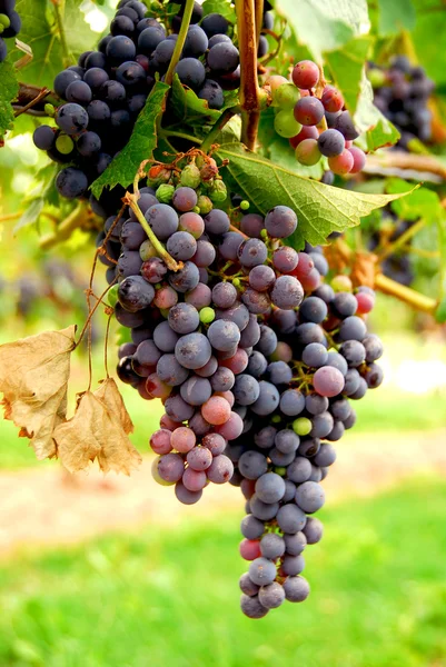红葡萄生长在葡萄树上 — 图库照片
