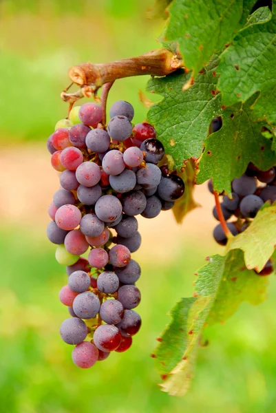 Bunch Red Grapes Growing Vine Closeup — Stock Photo, Image