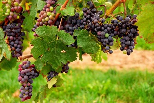 Trossen Van Rode Druiven Groeien Een Wijnstok — Stockfoto