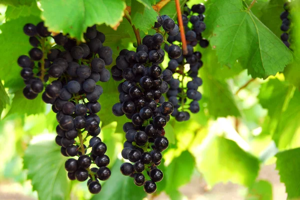 Trossen Van Rode Druiven Groeien Een Wijnstok — Stockfoto