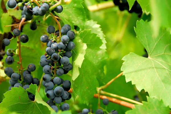 Czerwone Winogrona Winorośli — Zdjęcie stockowe
