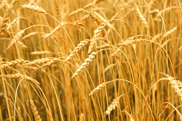 Grain Prêt Être Récolté Dans Champ Agricole — Photo