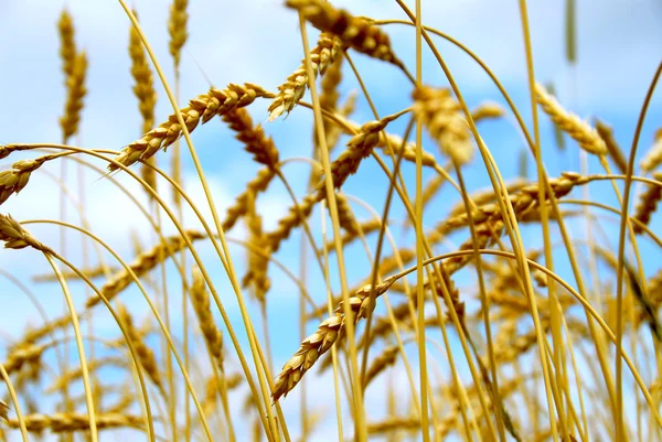 Granos Listos Para Cosechar Campo Agrícola —  Fotos de Stock