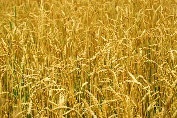 Erntereifes Getreide Auf Einem Acker — Stockfoto