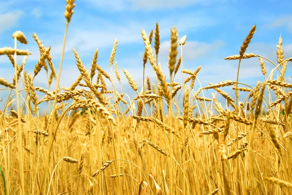 Getreide Aus Nächster Nähe Bereit Für Die Ernte Wächst Auf — Stockfoto