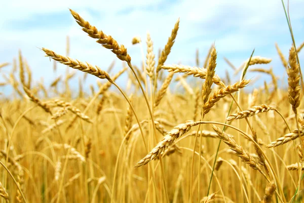 Grain veld — Stockfoto