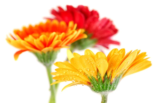 Several Colorful Gerbera Flowers Dew Drops Isolated White Background — Stock Photo, Image