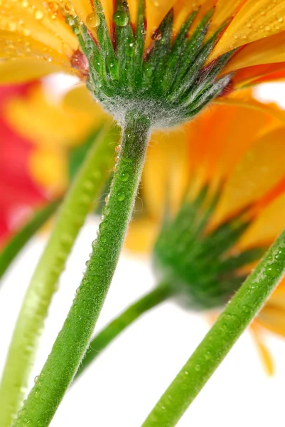 Αρκετές Gerbera Πολύχρωμα Λουλούδια Σταγόνες Δροσιάς Δείτε Από Κάτω Από — Φωτογραφία Αρχείου