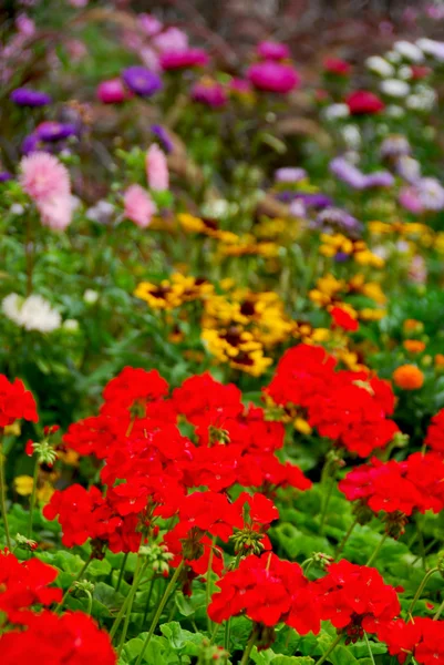 Renkli Çiçek Açan Çiçek Bahçesi Ile Muhtelif Çiçekler — Stok fotoğraf