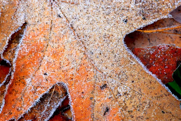 Macro Autumn Leaves Ground Covered Morning Frost — Stock Photo, Image