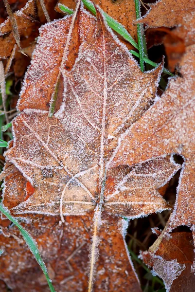マクロ秋の朝の霜で覆われた地面に葉します — ストック写真