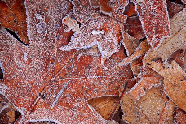 Ледяной лист — стоковое фото