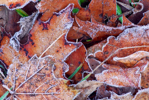 Frosty leaves — Stock Photo, Image