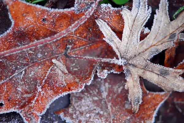 マクロ秋の朝の霜で覆われた地面に葉します — ストック写真