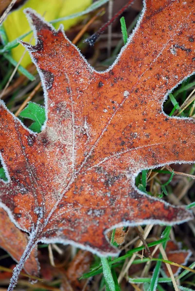 Макро Осенних Листьев Земле Покрытых Утренним Морозом — стоковое фото