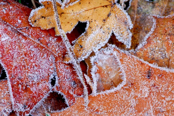 冷ややかな葉 — ストック写真
