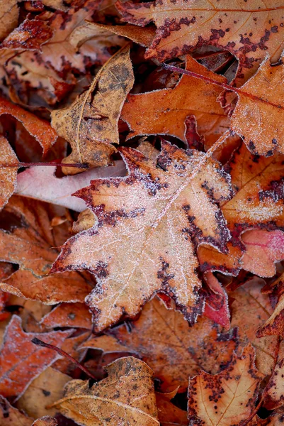 Makro Podzimní Listí Zemi Pokryté Ranní Mráz — Stock fotografie