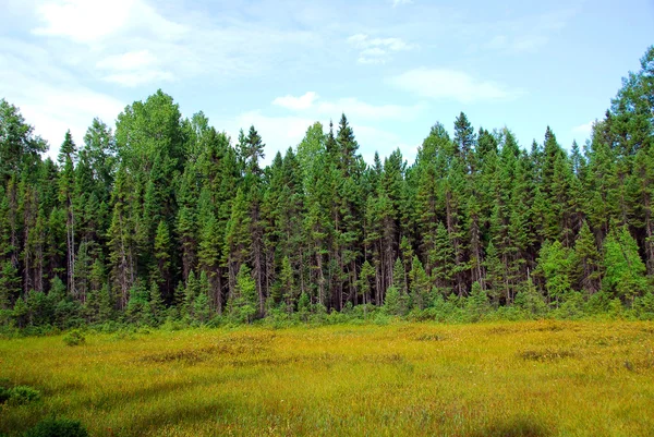 Erdő és rét — Stock Fotó