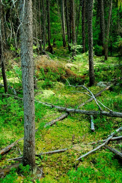 Selvagem Floresta Verde Escura — Fotografia de Stock