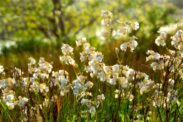 Widlflowers white campions — Stock Photo, Image