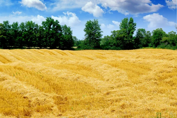 Campo de grano cosechado — Foto de Stock