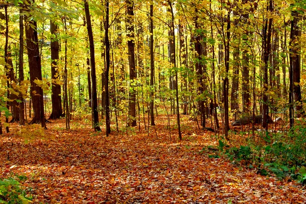 Πολύχρωμο Φθινόπωρο Ηλιόλουστο Δάσος Πεσμένα Φύλλα Που Καλύπτουν Έδαφος — Φωτογραφία Αρχείου