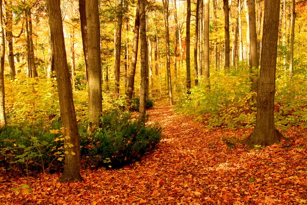 Осенний лесной пейзаж — стоковое фото