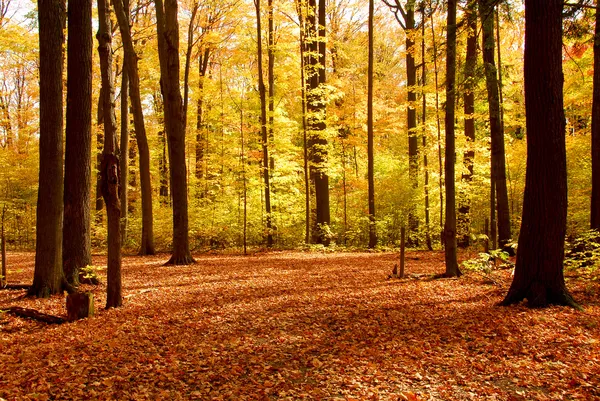 Jesień krajobraz las — Zdjęcie stockowe