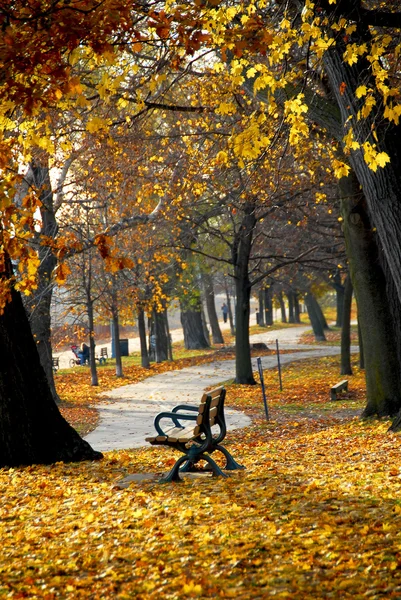 Park Starými Stromy Rekreační Stezky Podzim — Stock fotografie