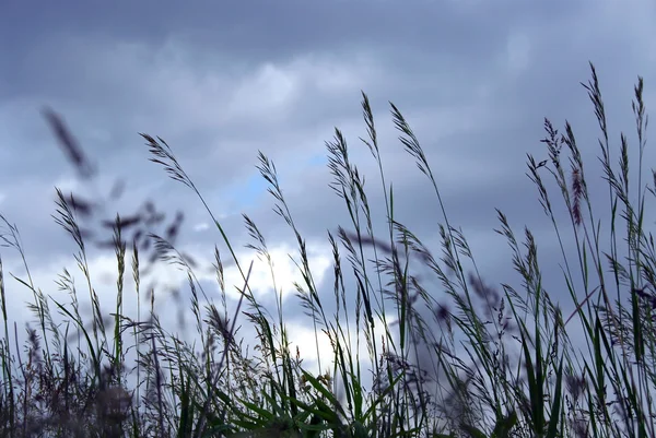 夕暮れ時の灰色青い空を背景に草の刃 — ストック写真