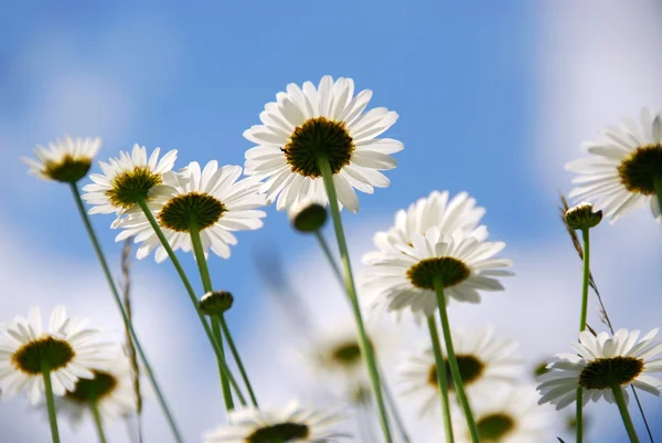 Margaridas Brancas Verão Que Alcançam Céu Azul — Fotografia de Stock