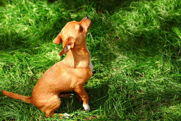 年轻的吉娃娃小狗以外在绿色草地上 — 图库照片