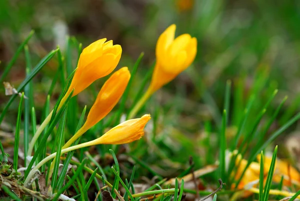 Makro Obraz Żółte Krokusy Kwiaty Ogrody Rośliny Kwitnące Wczesną Wiosną — Zdjęcie stockowe