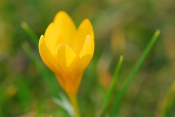 Makro Obrázek Žluté Crocus Květiny Kvetoucí Brzy Jaře — Stock fotografie