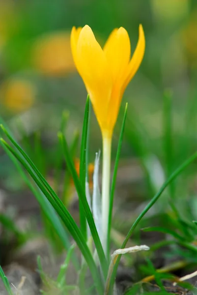 早春に咲く黄色いクロッカスの花のマクロ画像 — ストック写真