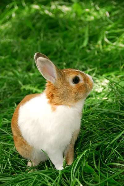 坐在外面的绿草上的可爱复活节兔子 — 图库照片