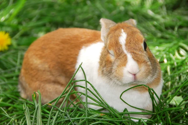Winking bunny — Stockfoto