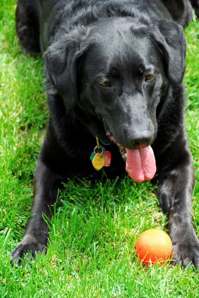 Černé Lab Pes Hrát Jeho Hračka Míč — Stock fotografie