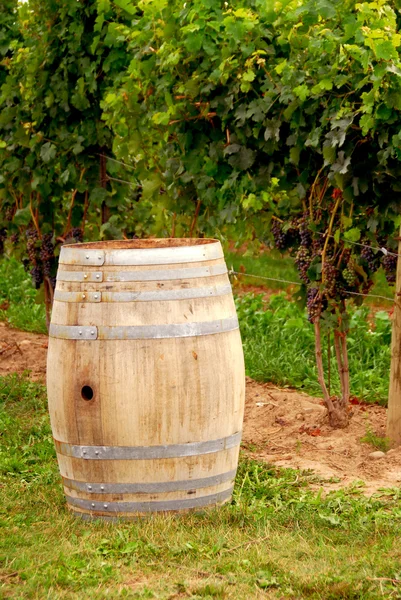 Bağ Eski Şarap Varil — Stok fotoğraf