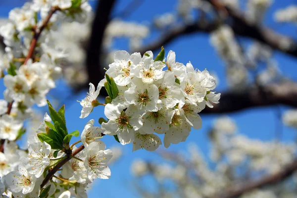 Stary Kwitnących Jabłoni Wiosennego Sadu Zbliżenie — Zdjęcie stockowe
