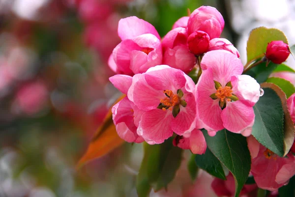 ピンクの Apple の花のクローズ アップを春の果樹園 — ストック写真