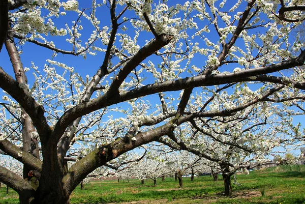 Appelboomgaard — Stockfoto
