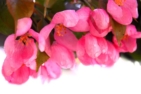 Rózsaszín Virág Almafa Eső Esik — Stock Fotó