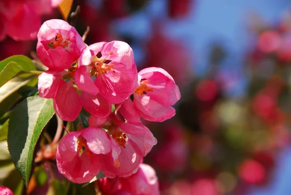 粉红色苹果花在春季果园中关闭 — 图库照片