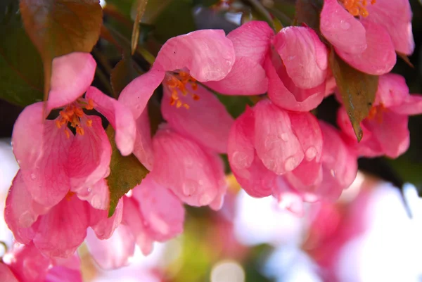 Ροζ Λουλούδι Της Ένα Δέντρο Μηλιάς Βροχή Πέφτει — Φωτογραφία Αρχείου