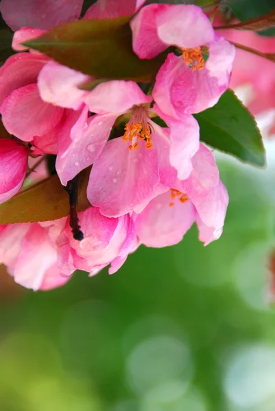 Розовый Цвет Яблони Капельками Дождя — стоковое фото