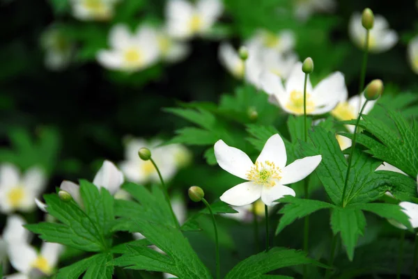 Spring Wild Flowers Wood Anemones Close — Stock Photo, Image