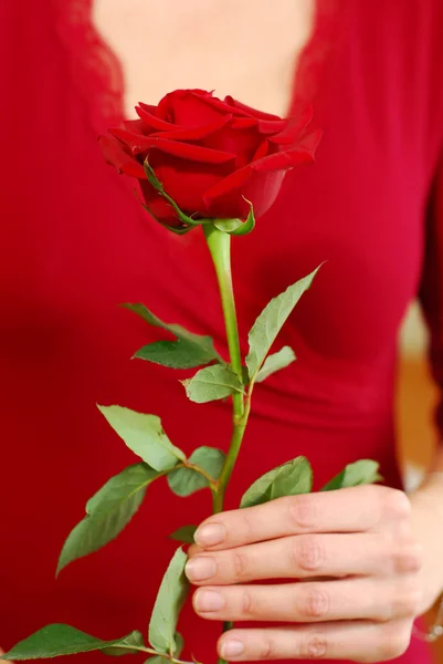 Woman rose — Stock Photo, Image