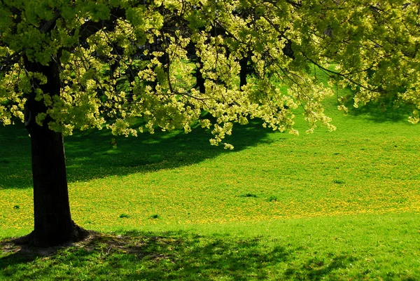 Podsvícený Jarní Strom — Stock fotografie