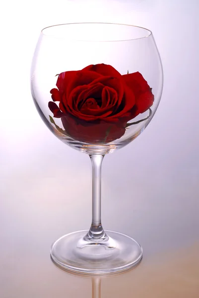 与玫瑰的红酒杯 — 图库照片